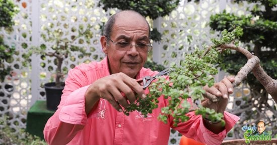 محمد مصطفى شردى يقدم sherdy garden أول برنامج زراعى  على تليفزيون اليوم السابع