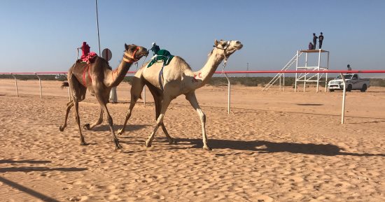 فعاليات مهرجان الهجن بالعلمين..  900 جمل يتنافسون على 32 جائزة