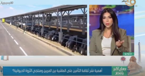 "الخدمات البيطرية" لـ"صباح الخير يا مصر": التأمين على الماشية يبلغ 1% من قيمتها