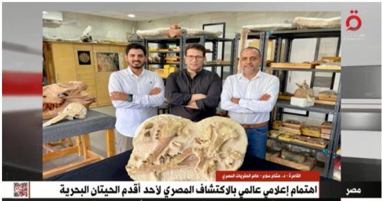 عالم حفريات لـ"القاهرة الإخبارية": حوت "توت سيتس" أحد أقدم الحيتان البحرية