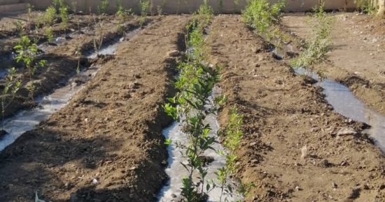 محافظ المنوفية يتابع جهود الوحدات المحلية فى تنفيذ مبادرة 100 مليون شجرة