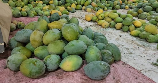 آخر مراحل جنى المانجو فى مزارع الأقصر.. المخازن نقطة الانطلاق لغزو الأسواق.. صاحب مزرعة: نصدر أجود الأنواع "الملوكى والنعومى والآر تو" والزبدية لتحمل النقل.. وباقى الأصناف تنقل للصعيد وسوق العبور.. فيديو وصور