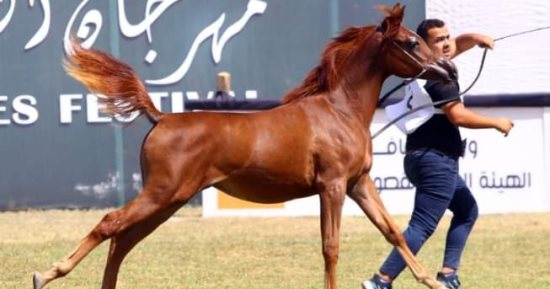 الشرقية تستعد لمهرجان الخيول العربية فى دورته الـ27.. بدء تلقى طلبات التسجيل للمشاركة فى مسابقات أدب وجمال الخيول على مساحة 15 فدانا.. وتجهيز مستشفى بيطرى لاستقبال ورعاية الجياد المشاركة ومعرض للتراث.. صور