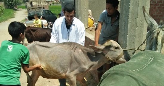 جامعة الزقازيق توجه قافلة بيطرية لقرية عزبة "البوز" مركز أبو حماد بالشرقية
