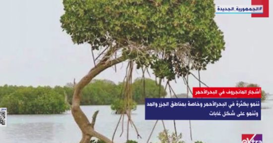 "إكسترا نيوز" تعرض تقريرا عن أشجار المانجروف: تمنع نحر شواطئ البحر الأحمر