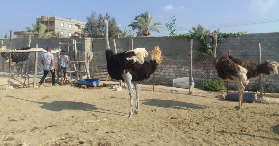 من الصحراء إلى السوق.. النعام مشروع متكامل يعزز القيمة المضافة.. ثروة غذائية واقتصادية تنتظر الاكتشاف فى مصر.. يعيد تشكيل مفهوم الإنتاج الحيوانى.. ويفتح أبوابا استثمارية جديدة مع لحوم صحية وريش مطلوب عالميا
