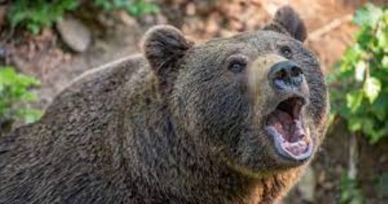 تظاهرات فى إيطاليا بسبب إطلاق النار على دب بنى ومطالب بتشريح جثته