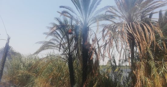 السيطرة على حريق مزرعة نخيل وفواكه بقريتى المساوية والعضايمة فى إسنا.. صور  