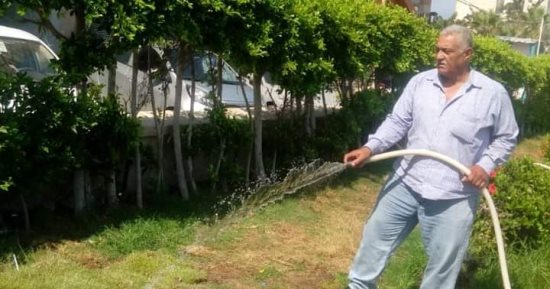 رفع كفاءة وزراعة أشجار محوري الشيراتون والمعمورة فى المنتزه بالإسكندرية.. صور