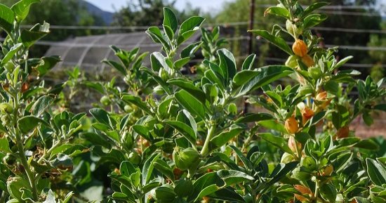 كل ما تحتاج معرفته عن عشبة الأشواجندا المثيرة للجدل على السوشيال ميديا