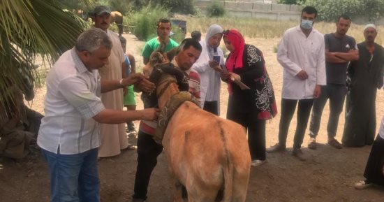 تحصين 200 ألف رأس ماشية ضد الحمى القلاعية والوادى المتصدع بكفر الشيخ.. صور