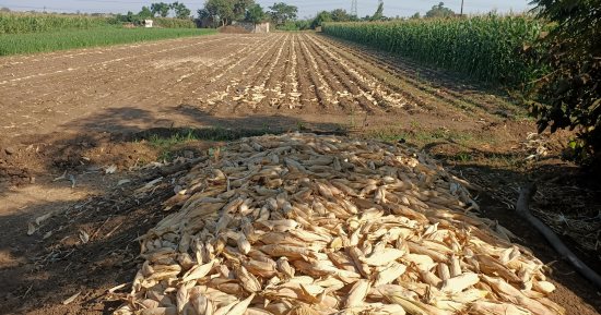 الخير فى بلدنا.. محصول الذرة الشامية فى المنوفية 