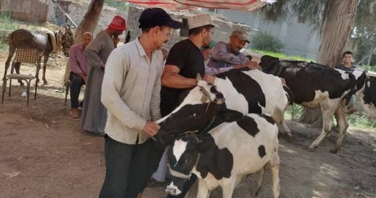 قافلة بيطرية مجانية بقرية أبو مندور بدسوق فى كفر الشيخ