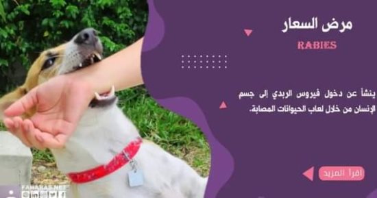 أماكن تقديم الخدمة الوقائية لحالات العقر أو الخدش المدمم بدمياط.. اعرفها