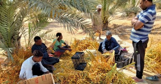 الخير على أرض الفيروز.. المزارع الخضراء تغطى رمال سيناء