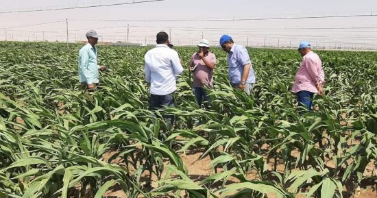 زراعة الوادى الجديد: نجاح زراعة محصول الذرة الشامية بمركز باريس بالرى المطرى