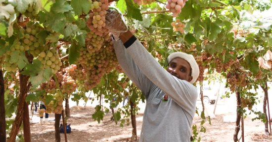 هيئة التعمير: مشروع توشكى يضيف 1.1 مليون فدان للرقعة الزراعية