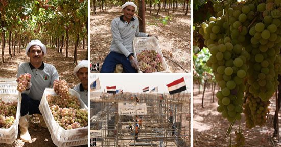 الرئيس السيسى يتابع زيارة الإعلاميين لـ"توشكى الخير" هاتفيا ويؤكد: جزء بسيط مما تفعله الدولة.. والتنمية موجودة في كل شبر بمصر.. والإعلاميون يوجهون الشكر للرئيس ويشيدون بحرصه على متابعة الزيارة والاستماع لآرائهم