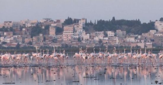 غضب الطبيعة يلاحق الطيور.. انخفاض الجليد بالقارة القطبية يهدد بطريق الإمبراطور بالإبادة.. جفاف بحيرات تونس يعرض أسراب الطيور بين أفريقيا وأوروبا للخطر.. وخبراء بيئة: بحيرتا أريانة وسيجومى حلقتا وصل بين القارات