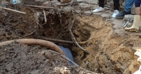 مياه الجيزة: شجرة تعيق أعمال إصلاح خط مياه بشارع الأنصار فى الدقى "فيديو"