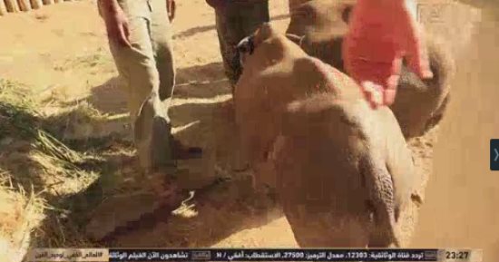 القناة الوثائقية تعرض أفلام "عالم وحيد القرن" و"البقاء للأقوى" و"حياة كريمة"