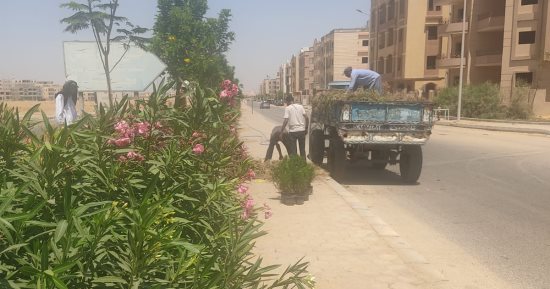 جهاز الشروق: حملات مكثفة على أحياء المدينة لرعاية وصيانة المسطحات الخضراء