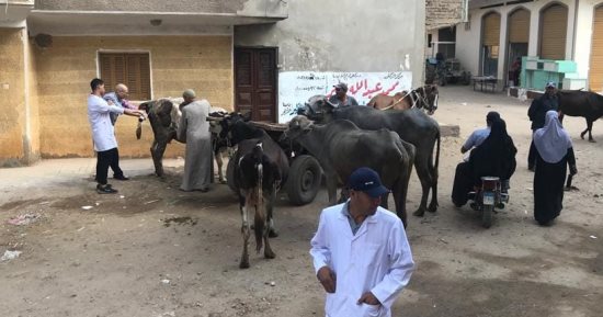 قافلة بيطرية مجانية لفحص وعلاج الماشية بقرية دقلت فى كفر الشيخ
