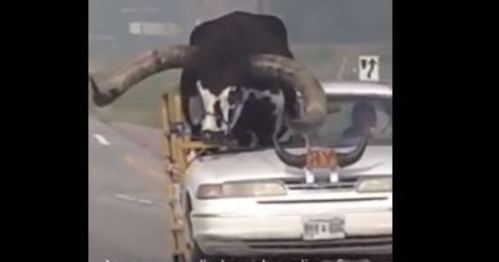 أمريكى يقطع سقف سيارته لوضع ثور بجواره فى السيارة.. فيديو 