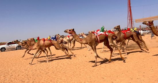 400 جمل تتنافس فى سباق الهجن بالعلمين.. صور