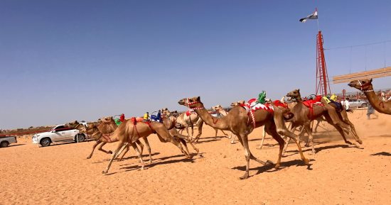 شرم الشيخ تشهد بطولة سباقات هجن جديدة تنافس فيها هجانة من 7 محافظات