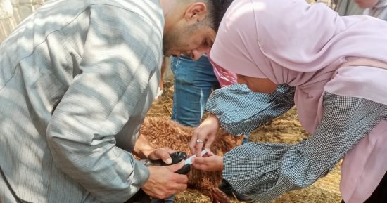 "بيطرى الجيزة" تطلق قافلة علاجية مجانية بقرية اللشت بالعياط