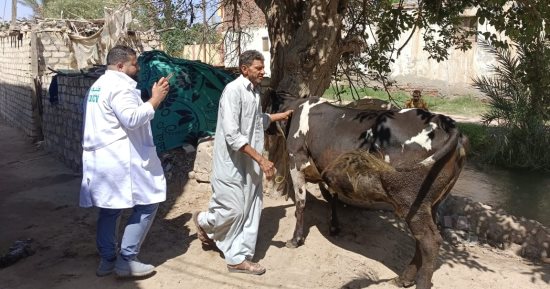 قافلة بيطرية لتحصين وعلاج رؤوس الماشية والدواجن بفايد فى الإسماعيلية