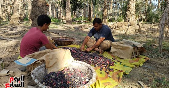 اللؤلؤ الأحمر على النخل نور.. موسم حصاد البلح يرسم البهجة على وجوه المزارعين