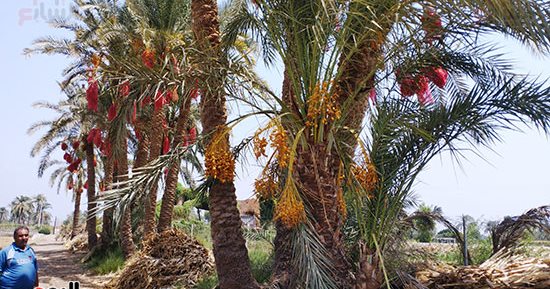 البلح الصعيدى أو الواحى.. المزارعون: دخل مصر فى عهد جمال عبد الناصر ويدخل فى صناعة العجوة.. ونخيله معمرة وله طول محدد لا يتحاوزه.. أحد المزارعين: إنتاجيته عالية ويوضع حوله البلاستيك قبل الحصاد للحفاظ عليه