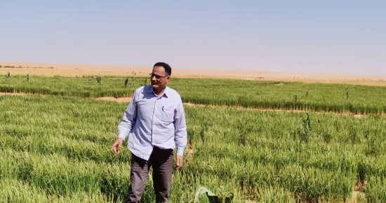 أستاذ بمركز بحوث سخا: زراعة الأرز بالتنقيط تقهر الصحراء في ظل التغيرات المناخية