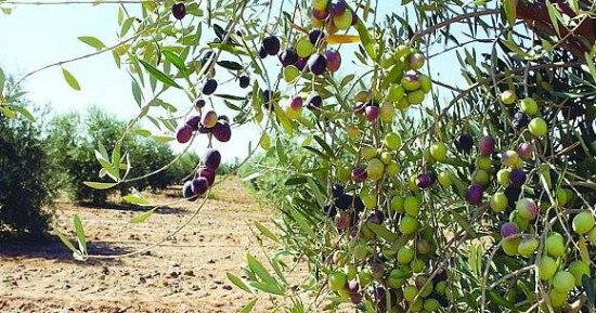 توصيات هامة على مزارعى الزيتون مراعاتها خلال أغسطس وسبتمبر