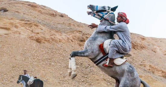 مرماح الخيول فى الصعيد "عزة وفروسية وتحد بين القبائل".. قرية كلح المفالسة بأسوان تستضيف سباقات الأحصنة ضمن مهرجان الإمام العربى.. وتخصيص منطقة جبلية للسباق.. وشهادات تقدير وكؤوس جوائز للفارس الفائز.. صور