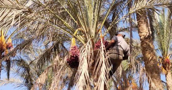 "يا طالع النخلة فى موسم الفرحة".. محمد النجار يتسلق النخل من 17 سنة.. ويؤكد: مخاطر المهنة كثيرة جدا.. وبلف المحافظات 3 أشهر فى موسم الحصاد.. ويحكى طريقة صنع حزام المطلاع.. ويروى أصعب موقف تعرض له.. فيديو وصور
