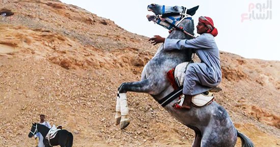 مهرجان الفروسية فى الصعيد.. فعاليات مرماح الخيول بأسوان