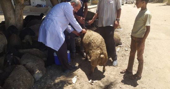 الطب البيطرى بالمنيا يشن حملات على الأسواق ويضبط 233 كجم لحوم غير صالحة