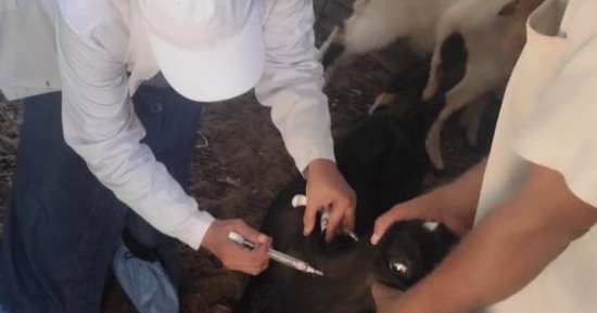 محافظ أسوان: تحصين 26609 رؤوس ماشية ضد الحمى القلاعية والوادى المتصدع