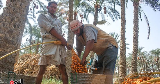 9 توصيات من وزارة الزراعة لمزارعى البلح.. تعرف عليها