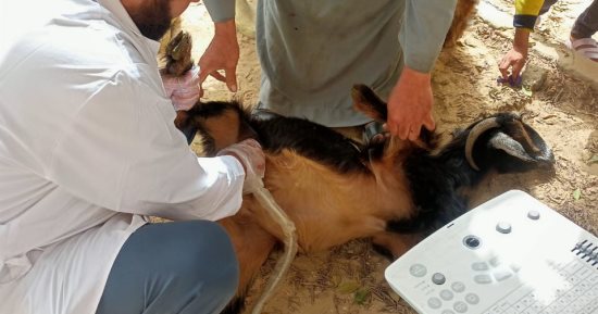 "بيطرى الجيزة" تطلق قافلة علاجية مجانية بقرية عرب القميعى بالصف
