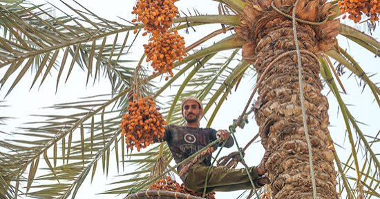 البلح السيوى من قرية المرازيق للعالمية.. حصاد وفرز أفخر التمور المصرية