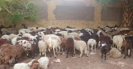 الزينية بالأقصر تدعم الأهالى بـ144 رأس غنم لـ72 أسرة مستحقة برعاية "مشروع رزق حلال"