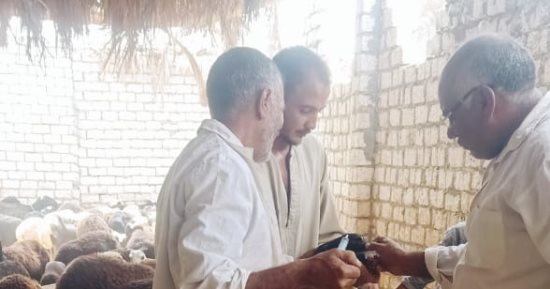 مناظرة 504 رأس ماشية فى قافلة بيطرية مجانية بقرية القمانة بقنا