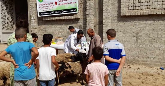 تقديم الخدمات البيطرية لـ 1492 رأس ماشية خلال قافلة بيطرية مجانية بالمنيا