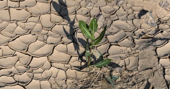 زامبيا تصنف الجفاف “كارثة وطنية” دمرت الزراعة
