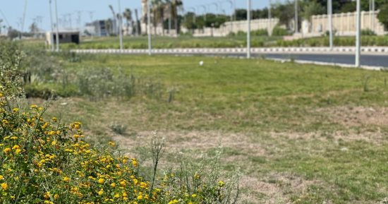 "حدائق بلا أسوار".. مبادرة بورسعيدية دشنها اللواء عادل الغضبان.. آخرها الكروان في الزهور وأهمها فريال والمنتزه والشهداء.. وشارع السيد سرحان يتحول من "خرابة" لمتنزه سياحي يتمتع بمظهر جمالي وحضاري.. فيديو وصور