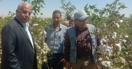 نورت يا قطن الصعيد.. انطلاق موسم جنى الذهب الأبيض من 190 فدانا بسوهاج.. صور
